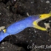 eel_ribbon_bhr_tam_h_0502_bal6373.jpg